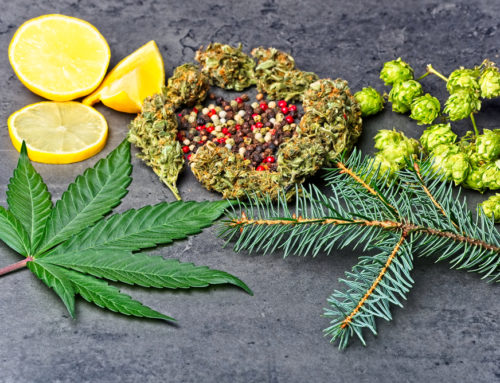 How Terpenes Affect Your Cannabis Experience